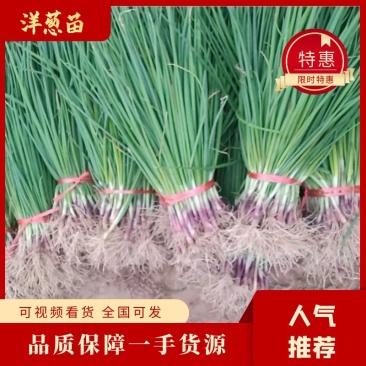 丰县高产红皮优质洋葱苗基地直供，订单回收！