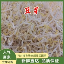 【热销】绿豆芽黄豆芽一手货源需要量大从优