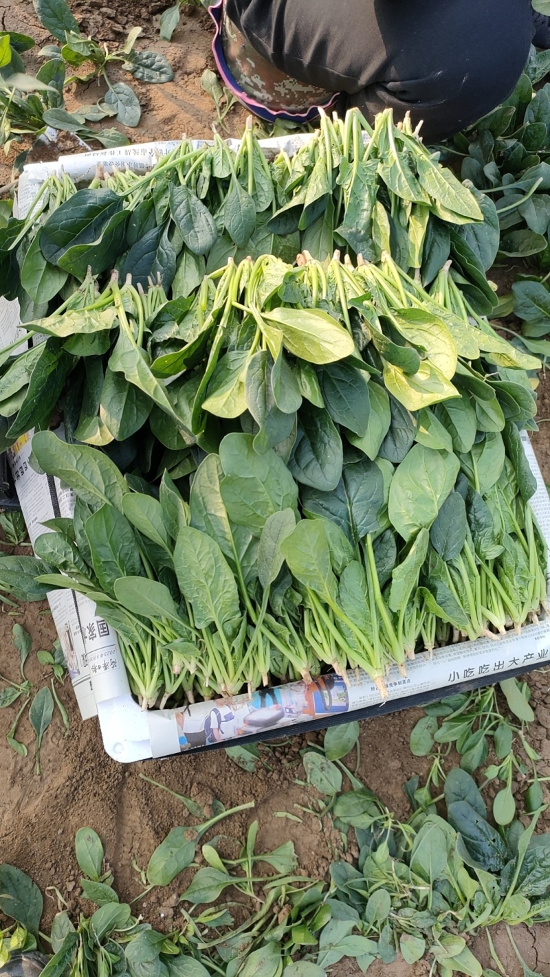 【菠菜】精品菠菜油黑发亮质量保证山东产地直供欢迎电联