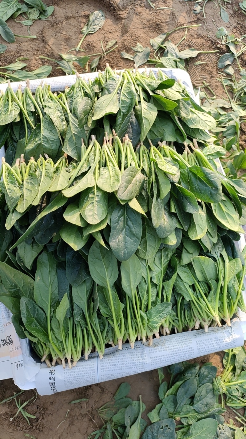 【菠菜】精品菠菜油黑发亮质量保证山东产地直供欢迎电联