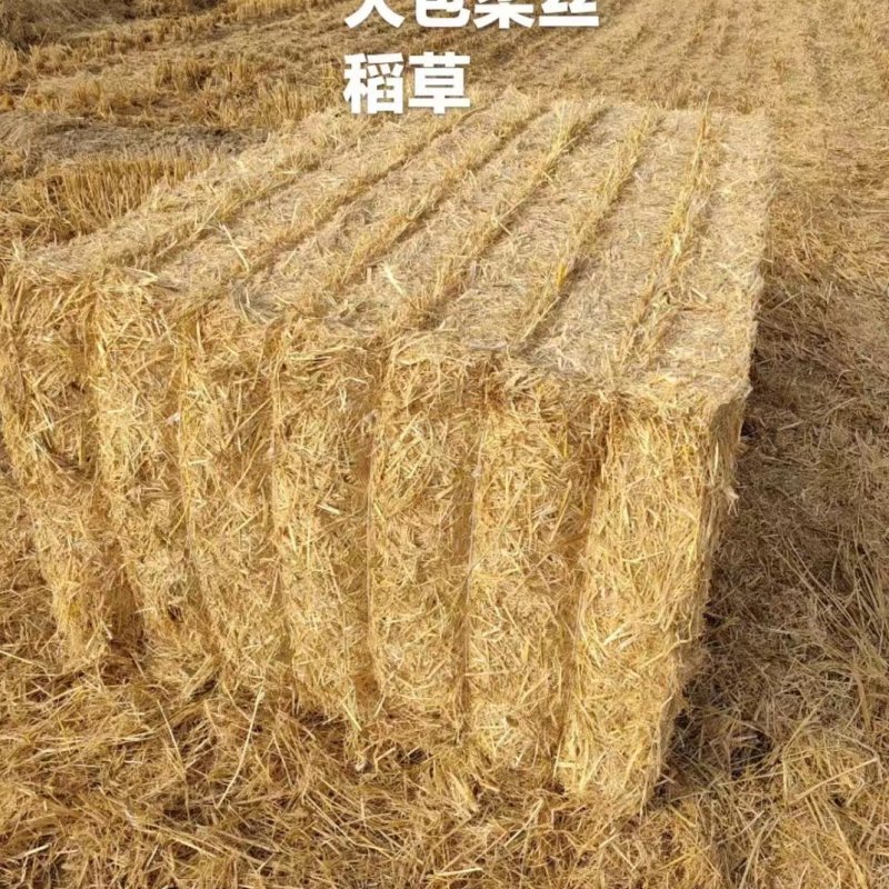 【推荐稻草】柔丝稻草天津直发全国市场视频供应量大从优电联优惠