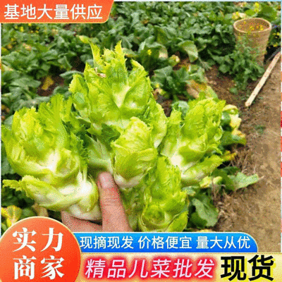 《现摘现发》儿菜安徽儿菜按需代收全国发货现货供应