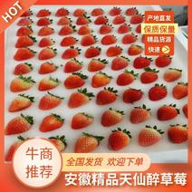 安徽天仙醉草莓产地直发品质保证量大从优欢迎