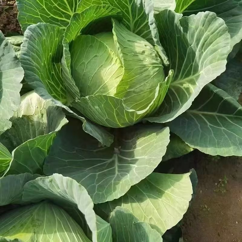 湖南岳阳精品甘蓝，扁包菜产地直供，量大从优欢迎咨询