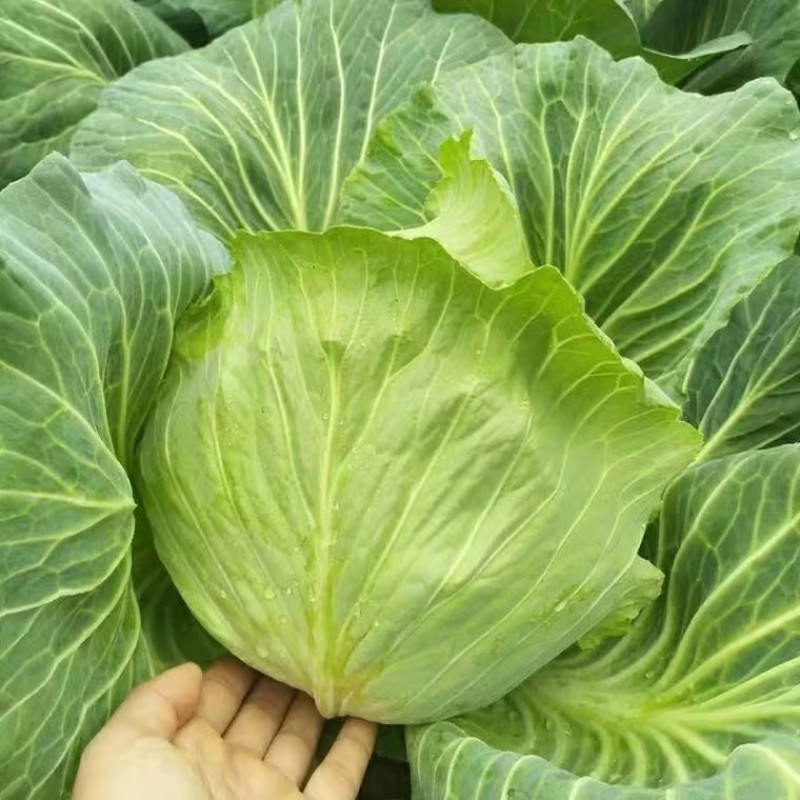 湖南岳阳精品甘蓝，扁包菜产地直供，量大从优欢迎咨询
