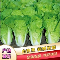 小白菜快菜五号白菜杭白菜大量有货