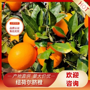 万亩纽荷尔脐橙子赣南脐橙电商社区团购一件代发