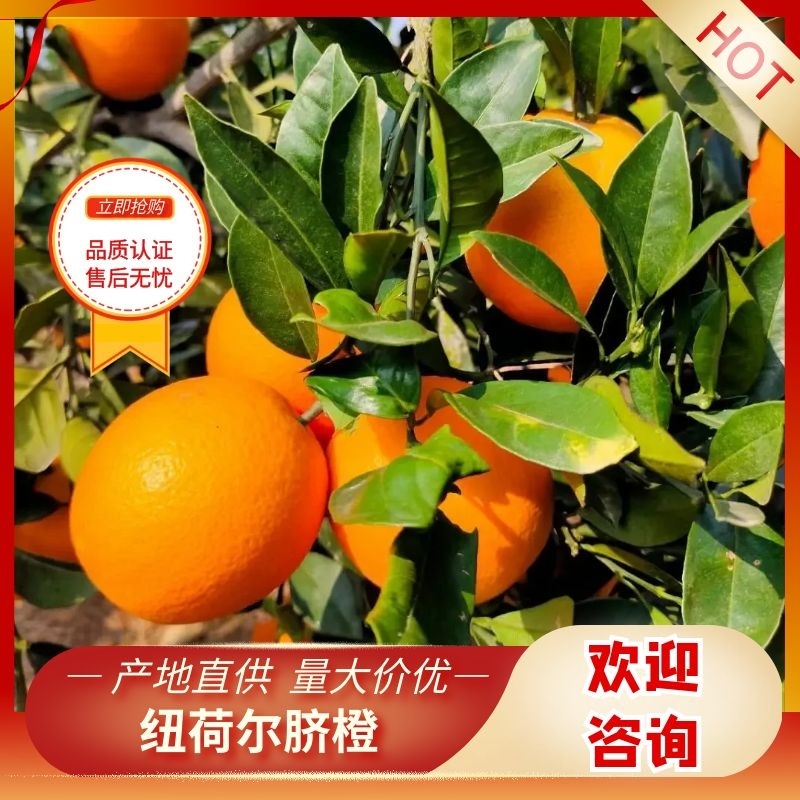 万亩纽荷尔脐橙子赣南脐橙电商社区团购一件代发