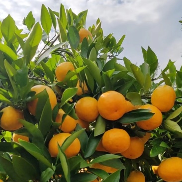 湖北三峡高山蜜橘皮薄多汁无籽化渣货源充足欢迎咨询