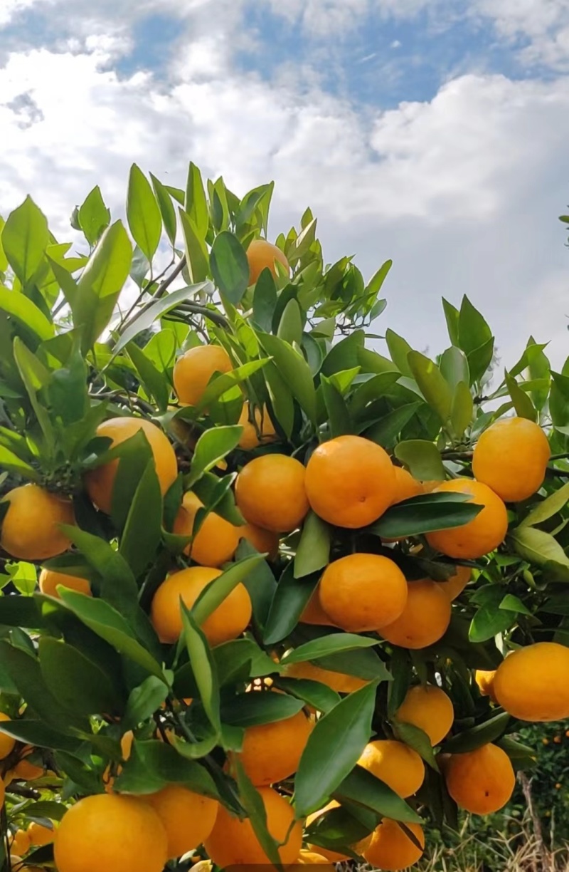 湖北三峡高山蜜橘皮薄多汁无籽化渣货源充足欢迎咨询