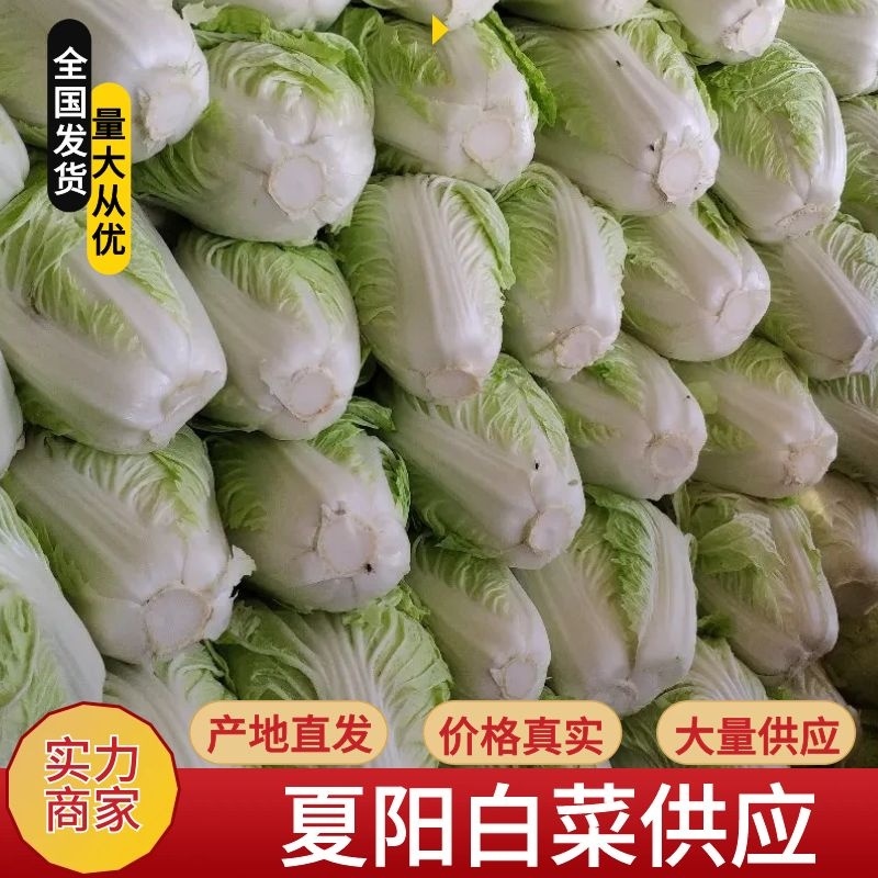 通许夏阳白菜大量上市质量好协助调车