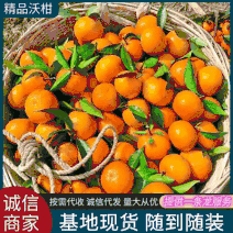 《沃柑》四川柑橘基地现摘现发新鲜供应可全国