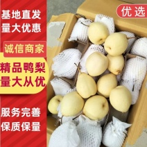 水晶鸭梨河北赵县鸭梨皮薄多汁口感甜对接电商市场等