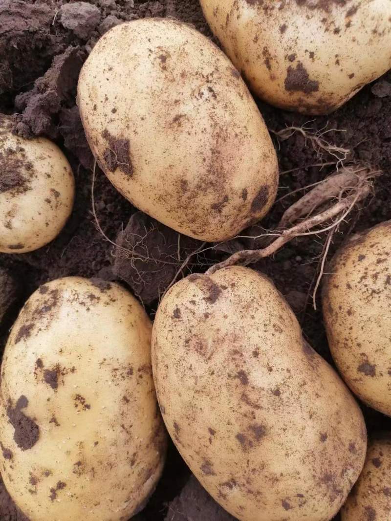 河北v7土豆精品黄心土豆个头均匀品质保证欢迎咨询来电