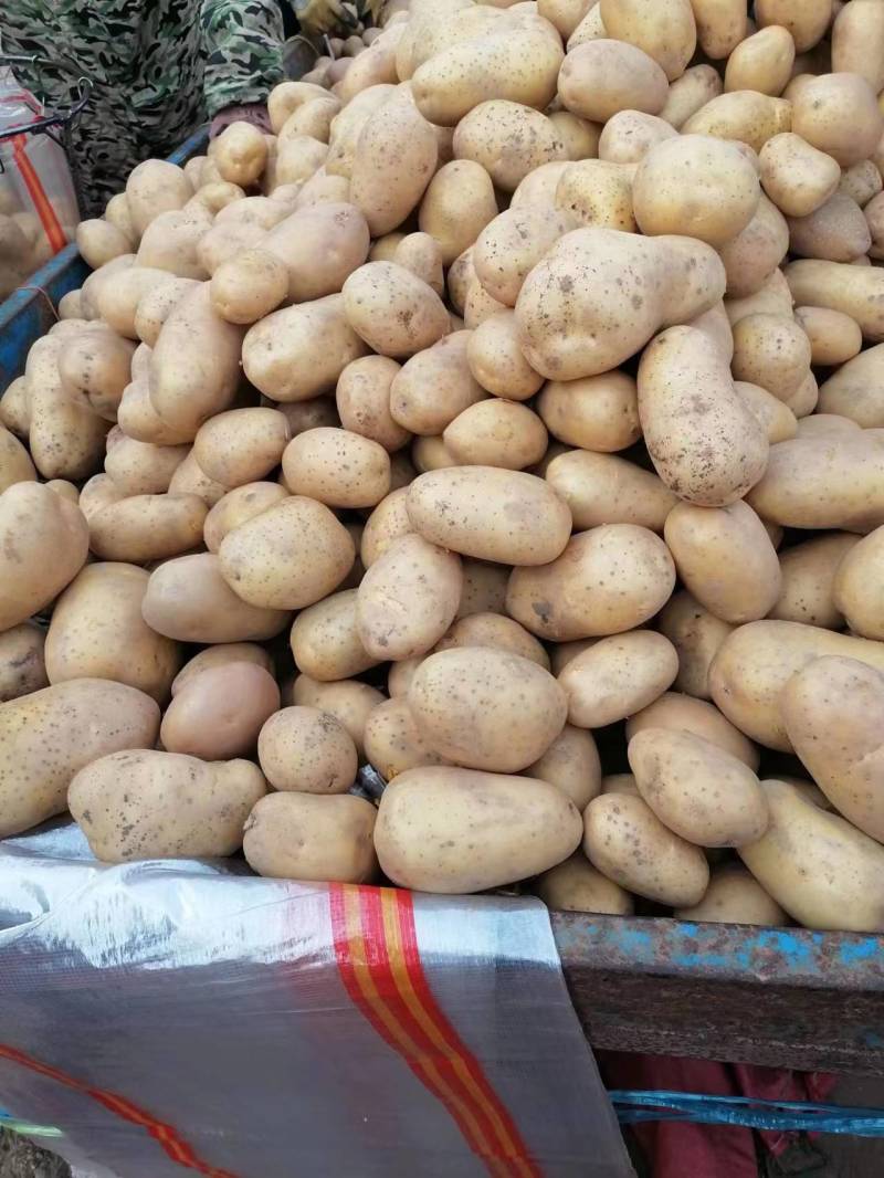 河北v7土豆精品黄心土豆个头均匀品质保证欢迎咨询来电