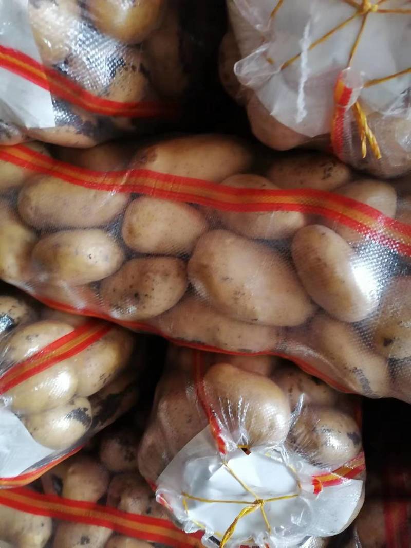 河北v7土豆精品黄心土豆个头均匀品质保证欢迎咨询来电