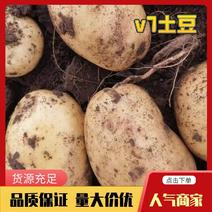 河北v7土豆精品黄心土豆个头均匀品质保证欢迎咨询来电