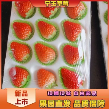 草莓江苏徐州宁玉草莓基地代收代发代加工一手货源品种齐