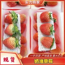 江苏徐州奶油草莓新鲜草莓一手货源按需加工货源充足