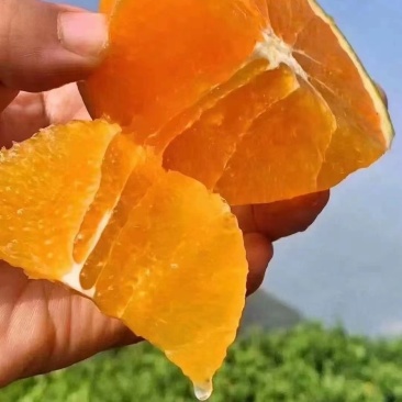 【精品】湖北爱媛橙产地直发量大价优欢迎联系