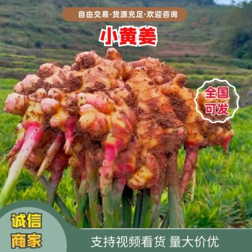 小黄姜大量供应质美价优欢迎咨询