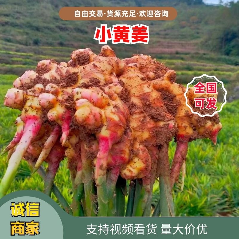 小黄姜大量供应质美价优欢迎咨询