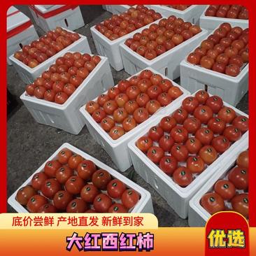 大红西红柿基地直供，严选品质，供应全国市场电商批发商