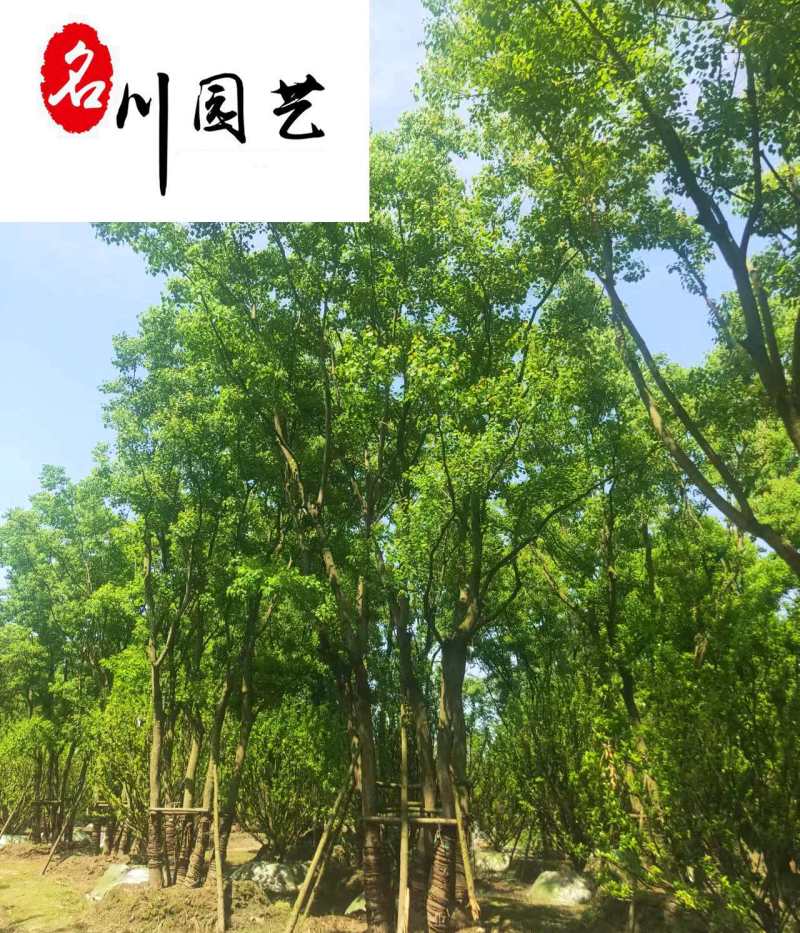 乌桕苗木基地直销15-25公分乌桕价格量大优惠