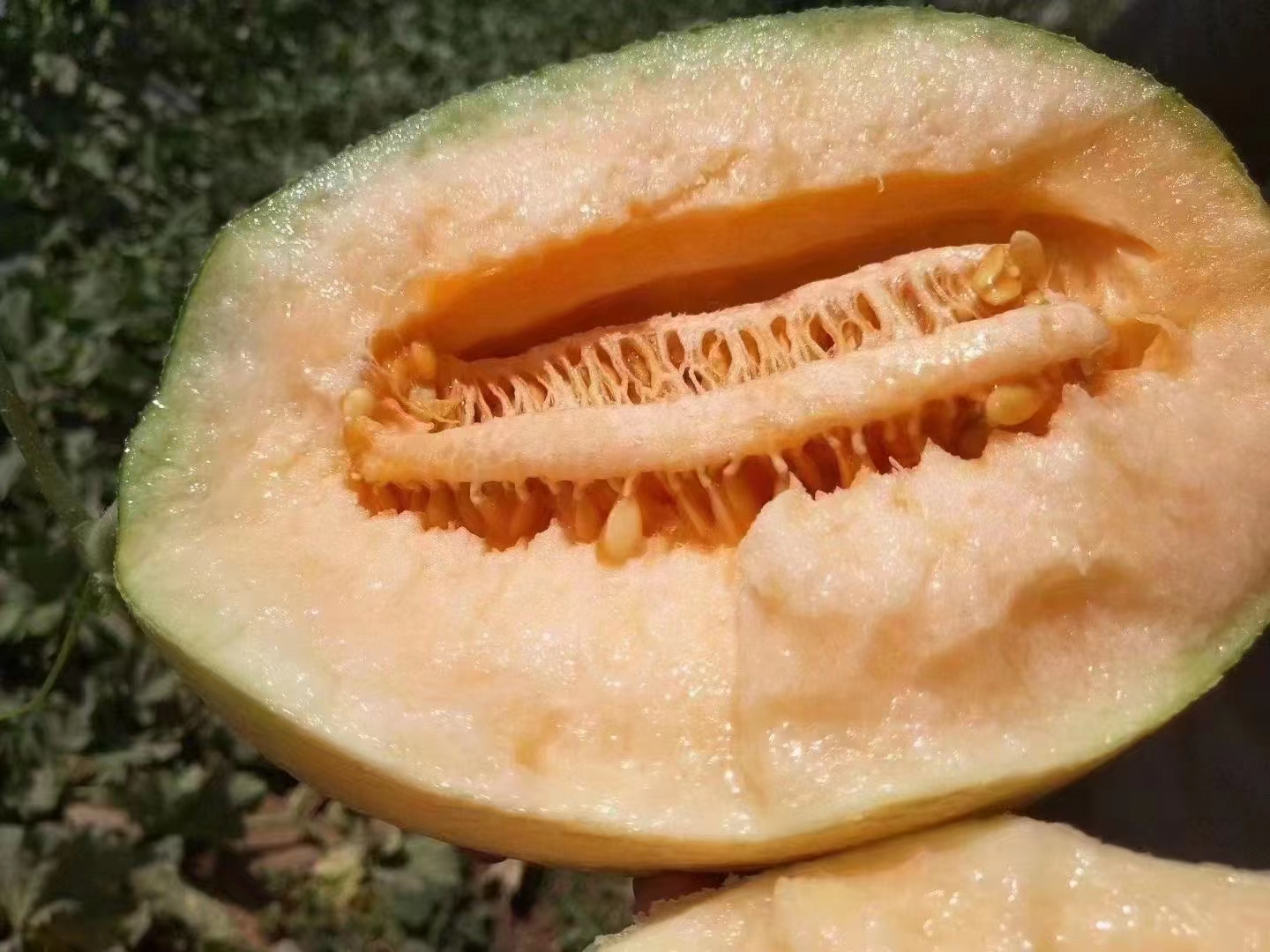 网纹瓜被横向切开,露出橙黄色的果肉和中心的种子,果肉饱满且富有光泽,展现出其新鲜与成熟度 网纹瓜切开果肉展示