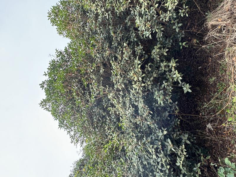 安徽桂花树苗8-14公分品种纯正香气扑鼻苗圃现挖现发欢迎咨询