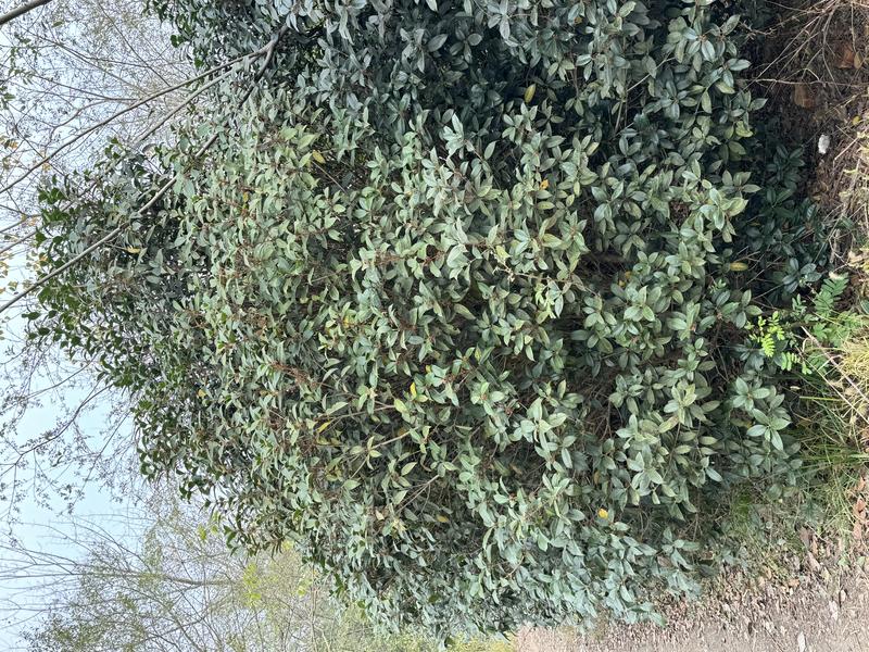 安徽桂花树苗8-14公分品种纯正香气扑鼻苗圃现挖现发欢迎咨询