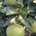 澧县神果苹果柚，清甜可口品质保障，可视频看货！