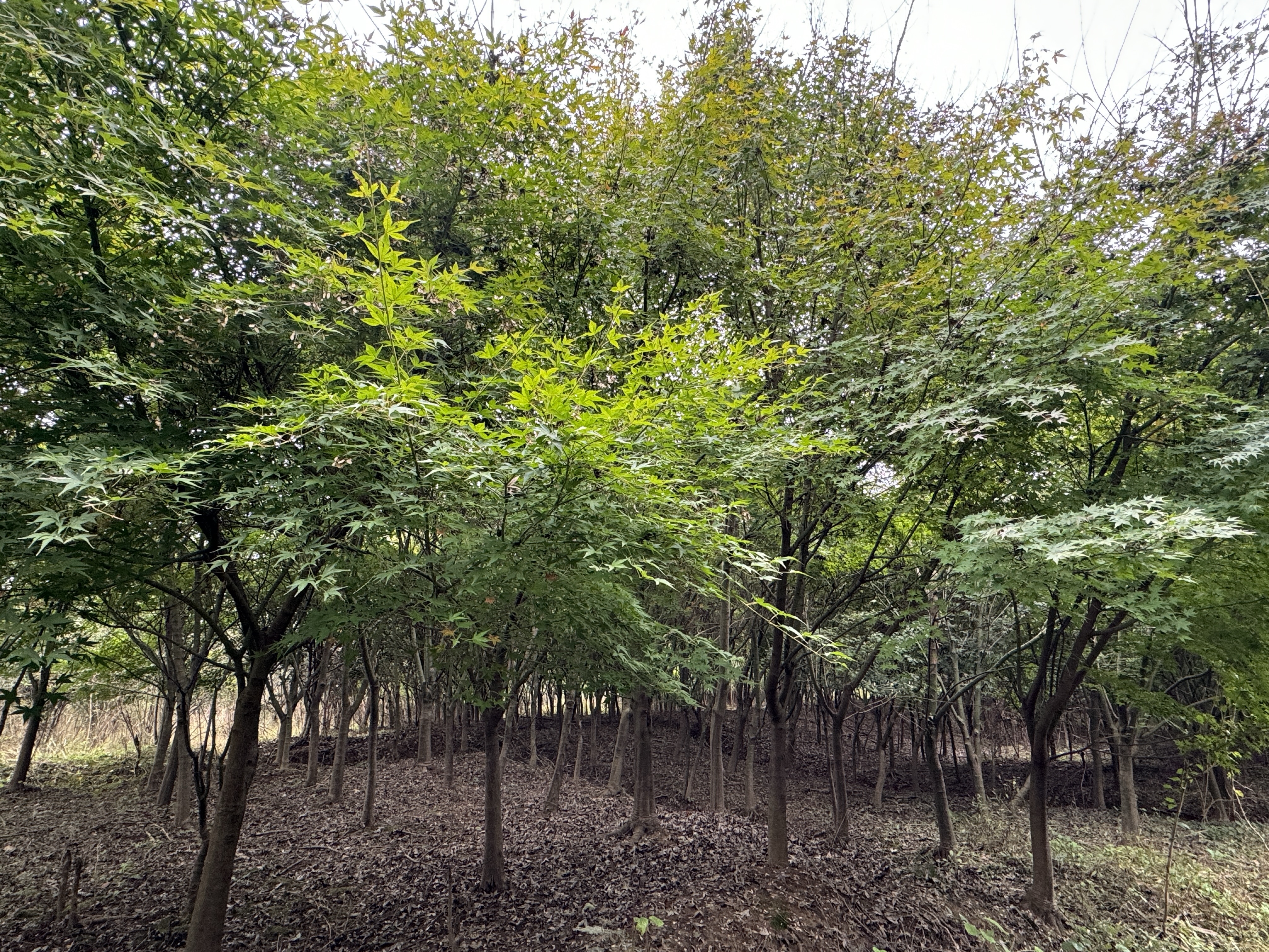 鸡爪槭与日本红枫叶片对比图