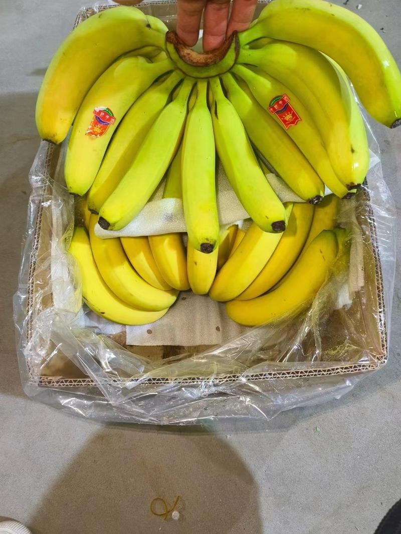 全金黄进口香蕉，质优，价廉: