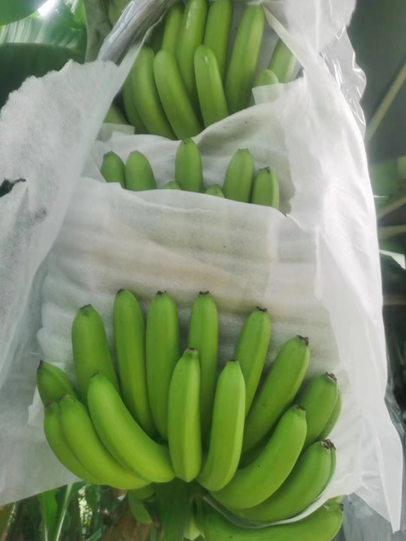 全金黄进口香蕉，质优，价廉:
