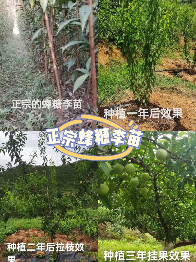 蜂糖李苗贵州蜂糖李苗根系发达成活率高可零售批发全国发货