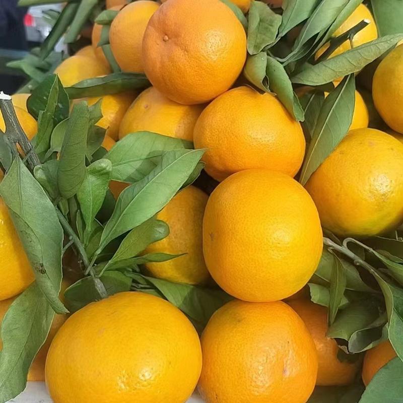 湖北丹江口优质蜜橘大量上市酸甜可口欢迎来电咨询