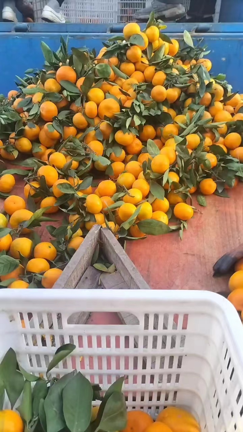 湖北蜜橘供果产地一手货源全国代发