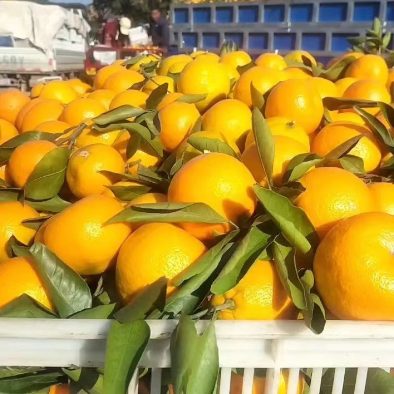 湖北武当蜜橘大量上市新鲜采摘质量保证欢迎来电咨询