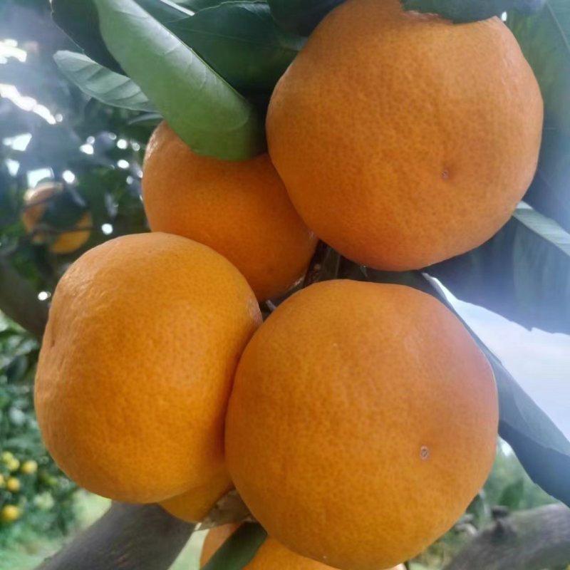湖北武当蜜橘大量上市新鲜采摘质量保证欢迎来电咨询