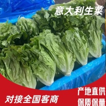 精品生菜意大利生菜一手货源视频以质论价欢迎