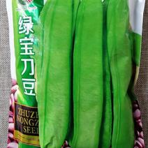 绿宝刀豆种子，巨型大豆角种子，结荚多，耐高温，采收期长