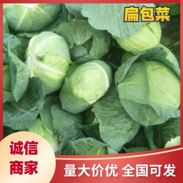 湖南岳阳精品甘蓝,扁包菜产地直供,量大从优欢迎咨询