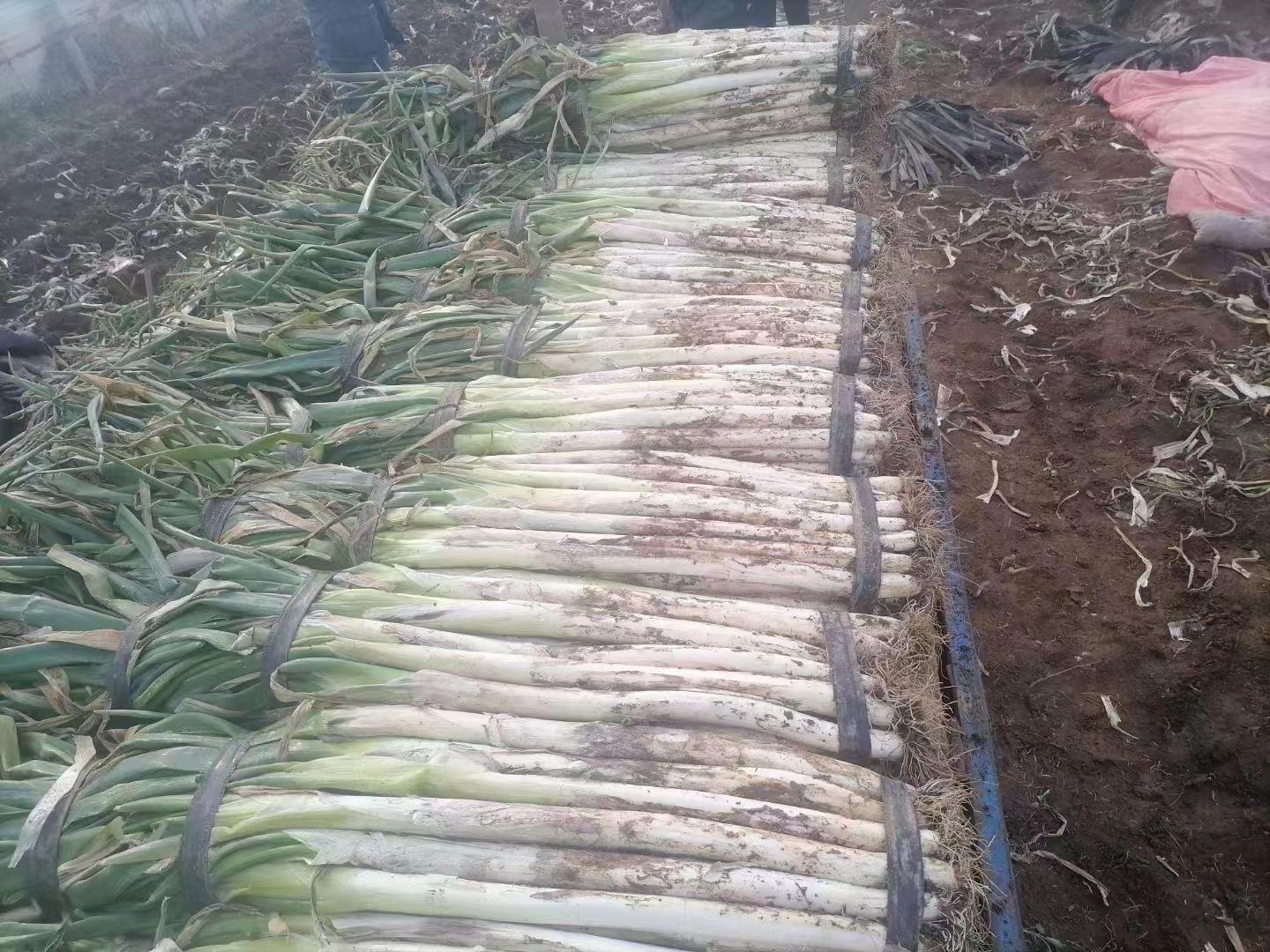 章丘铁杆大葱分级打捆与冷链运输场景