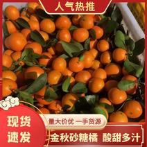 广西贺州沙糖橘开始预定，个头均匀，果面干净，细皮专业