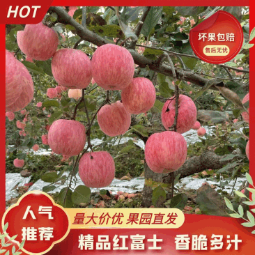 山东红富士苹果，支持一件代发，可承接商超档口批发按需包装