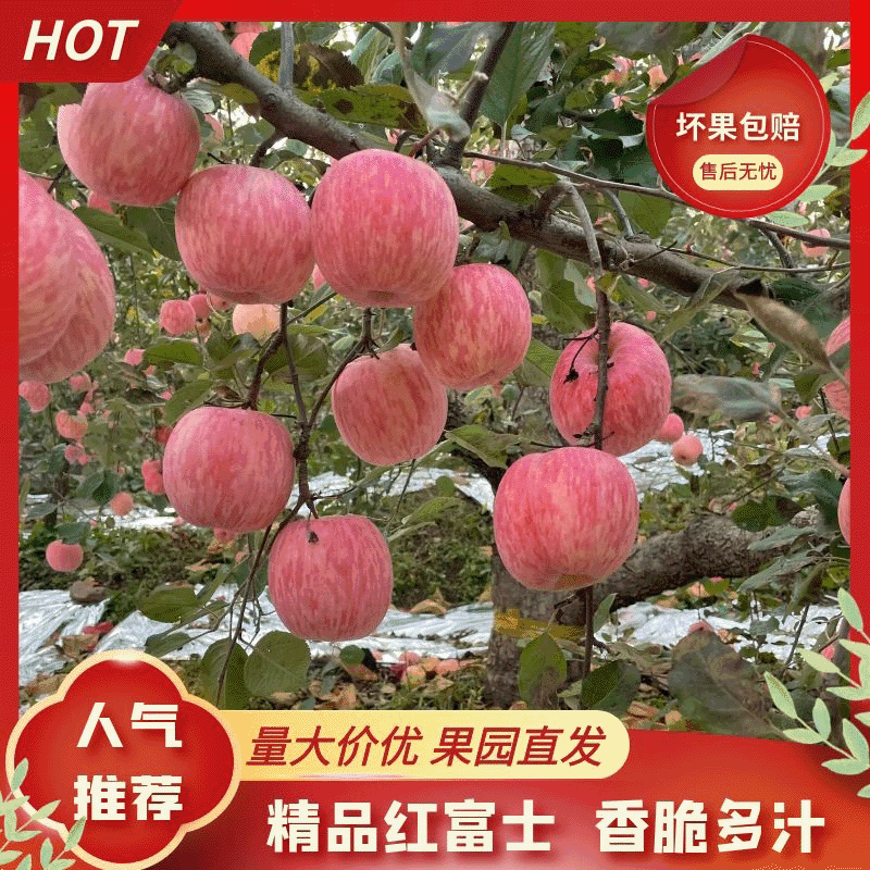 山东红富士苹果，支持一件代发，可承接商超档口批发按需包装
