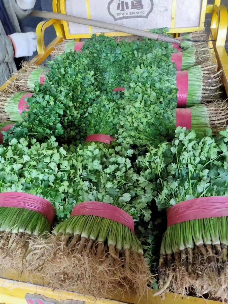 山东聊城香菜好香菜产地一手货源价格不高欢迎来电