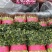 山东聊城香菜好香菜产地一手货源价格不高欢迎来电