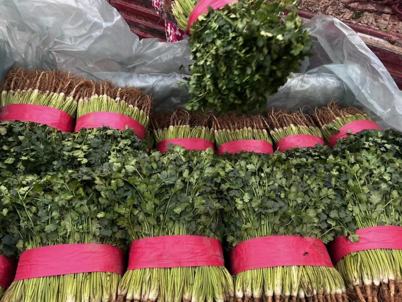 山东聊城香菜好香菜产地一手货源价格不高欢迎来电